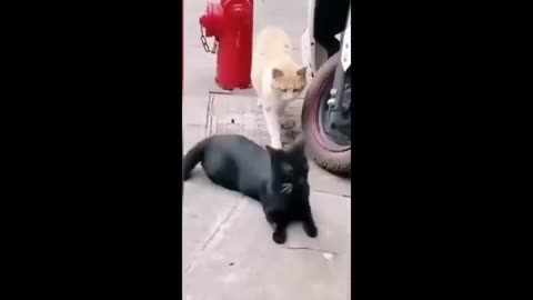 Funny cats_dogs