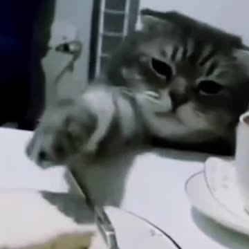 Cute Striped Cat Behavior