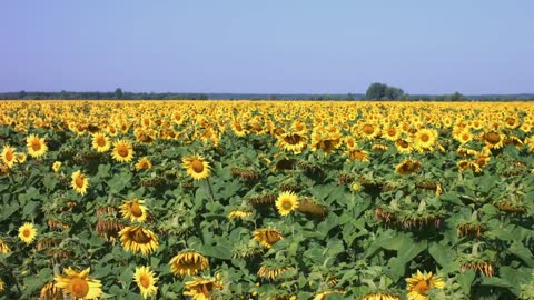 Sunflower can not see the sun will also open, life can not see hope to adhere to