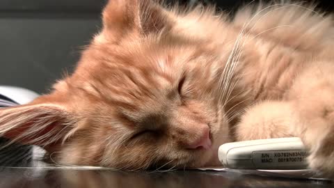 Funny cat cute beautiful