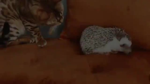 You could try playing hide and seek with your dog