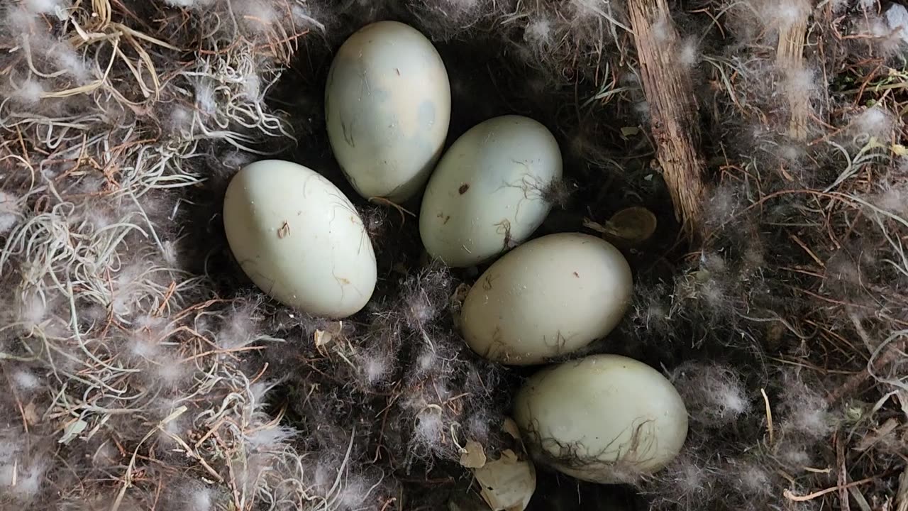 8 Duck Eggs Hatched