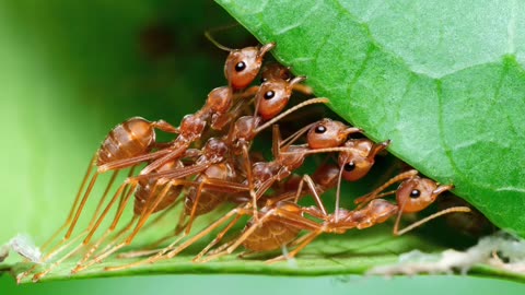 Ant life information