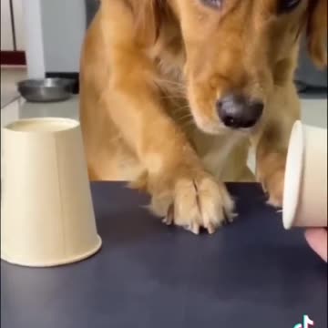 a day dose of funny dog#rumble