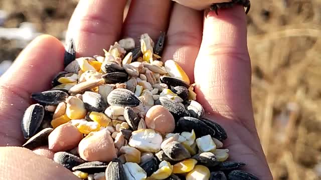 A beautiful bird takes sunflower seeds to feed its chicks