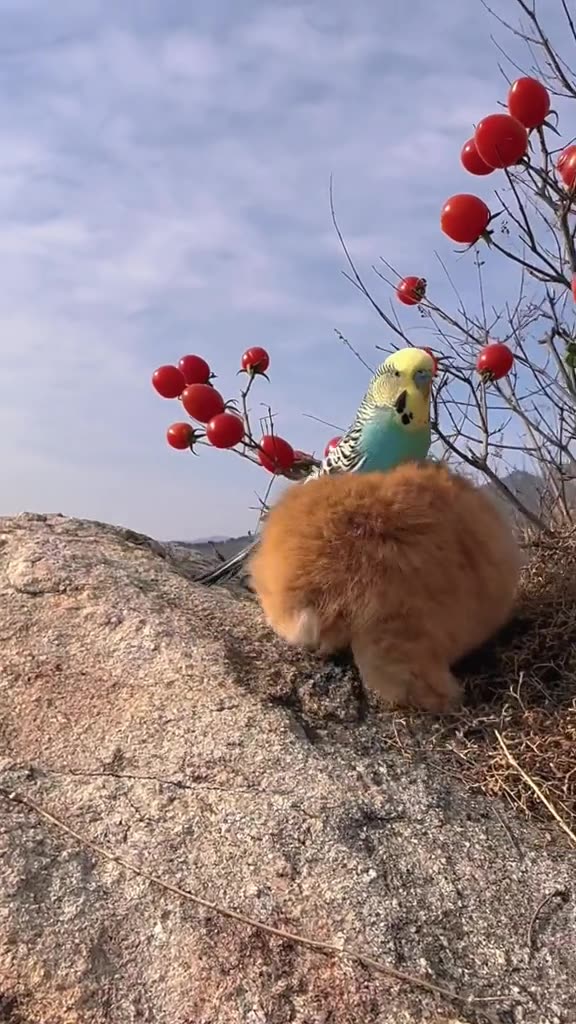 The eternal friendship of the rabbit and the parrot