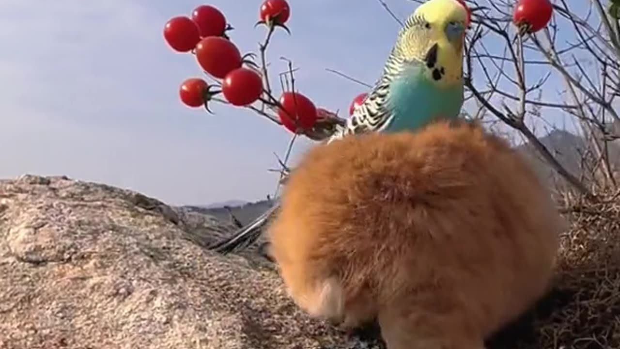 The eternal friendship of the rabbit and the parrot