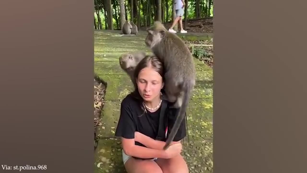 Laugh All Day Long With These Funny Animal Videos