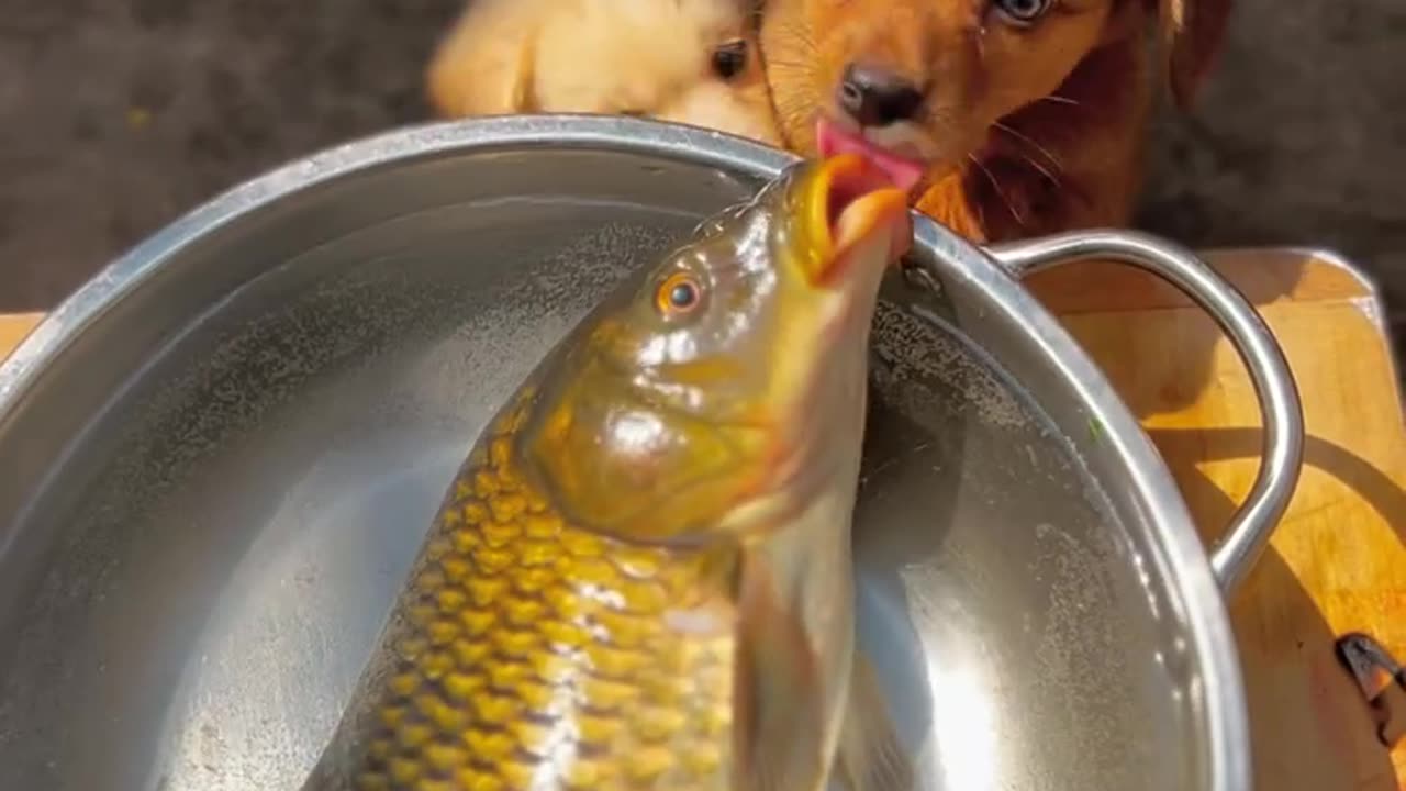 Who is stealing fish cute pet dog