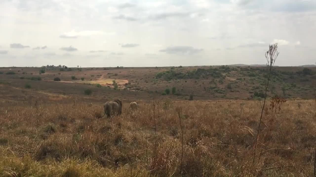 Lion Animal Safari Africa Wilderness Wild Cat