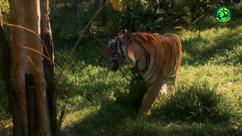 Lions Vs Tigers: Who’s the Real King of the Jungle?