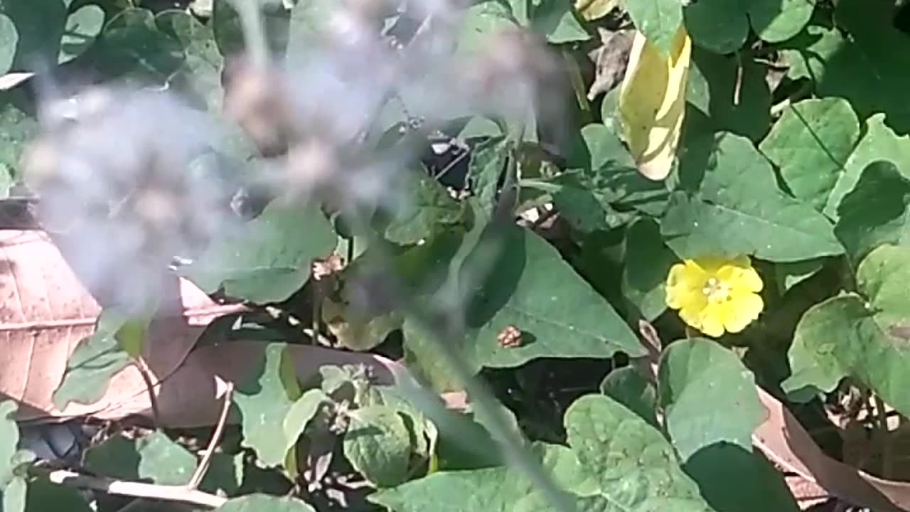 Animal flowers universe.