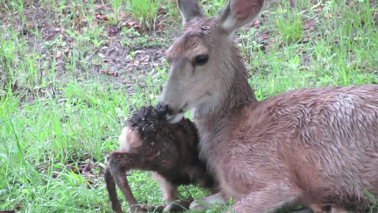 Baby fawn stands up for first time