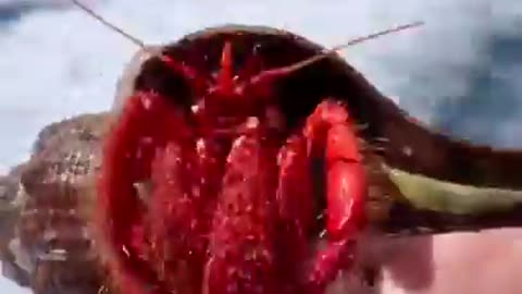 Discover the Fascinating World of Sea Animals