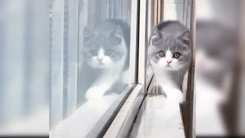 Cute Cat Walk | Please Subscribe♥️