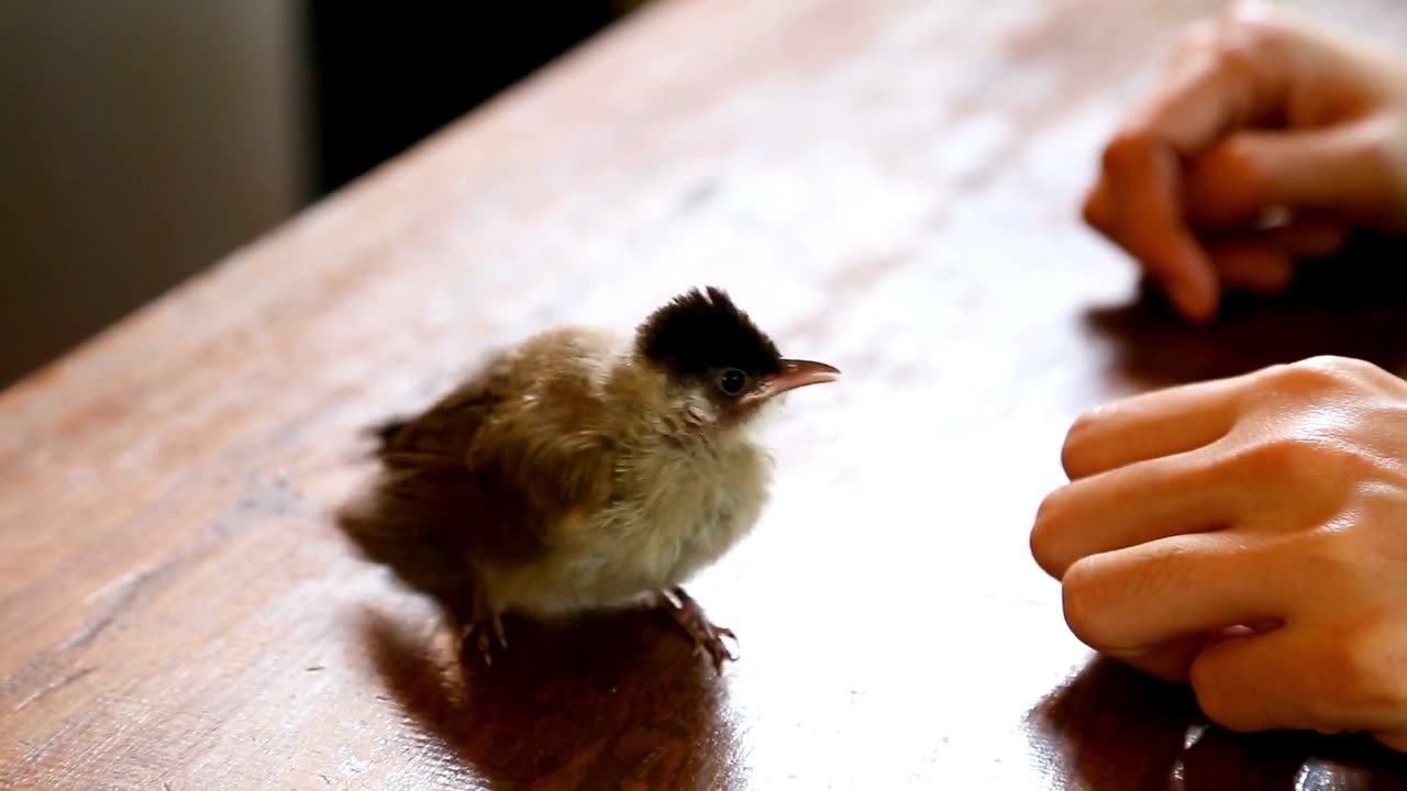 How to Hand Tame a Birds