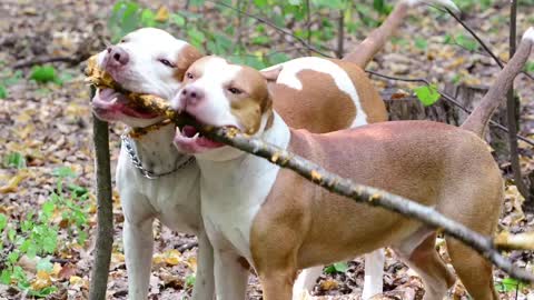 Dogs playing in the forest