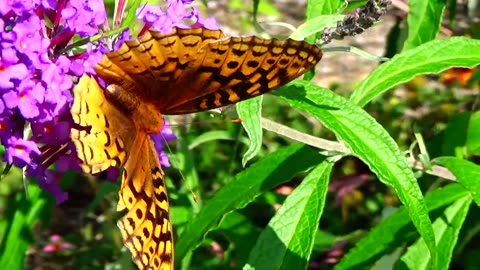 Fritillary Butterfly