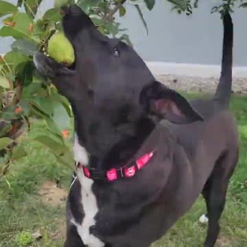 A dog picks a pear from the tree all by herself