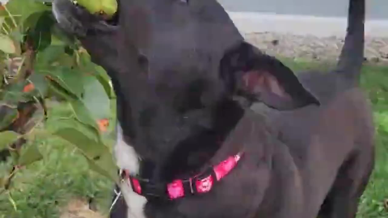 A dog picks a pear from the tree all by herself