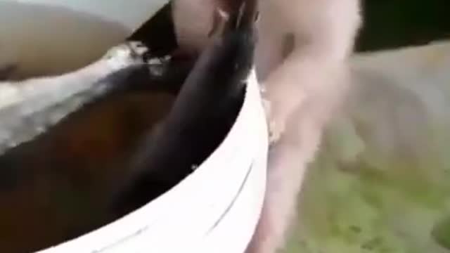 CUTE CAT EATS FISH