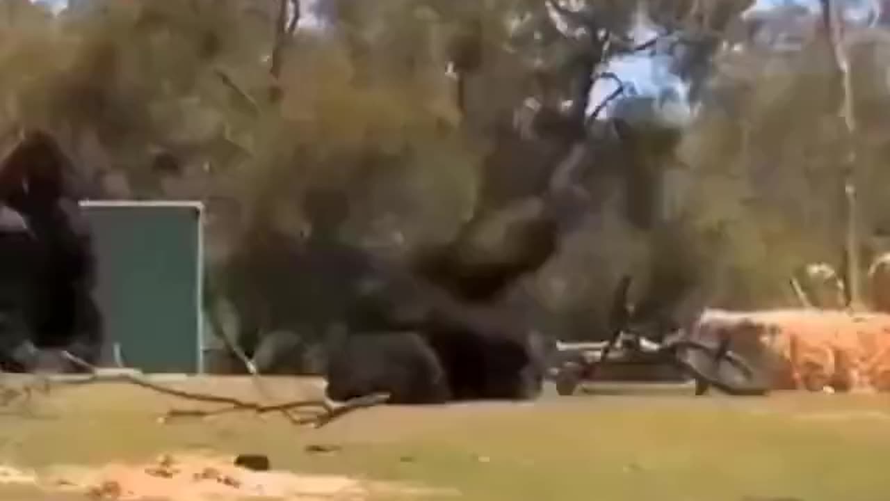 "The monkey fell while playing."
