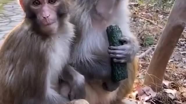 Monkey lifestyle living at home, #short