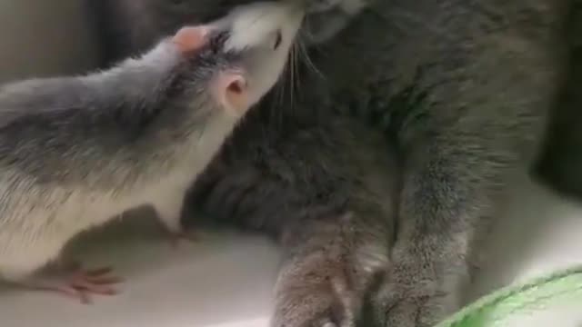 Funny friendship🐀🐈