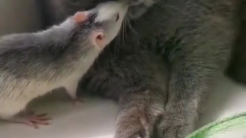 Funny friendship🐀🐈