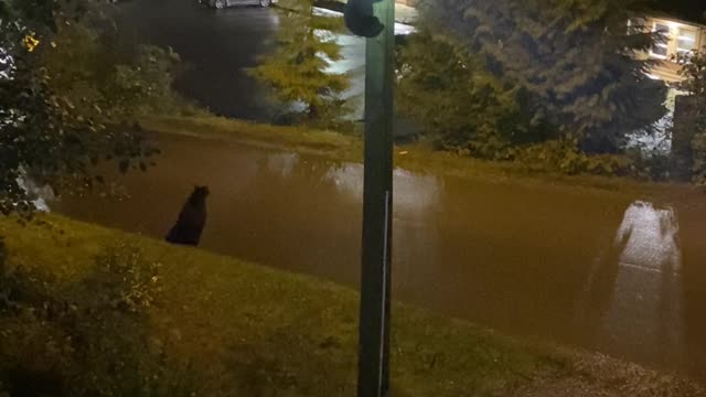 Bear Cubs Climb Down Utility Pole