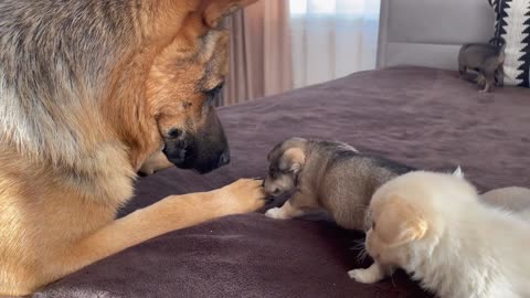 German Shepherd Meets Puppies for the First Time