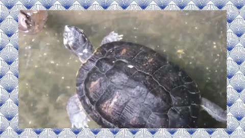 sea ​​turtle