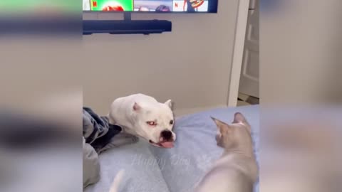 Funny animals - Funny cats / dogs
