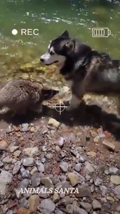 Contagious hugs - cute dogs