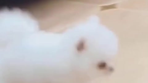 FUNNY CUTE PETS(2)