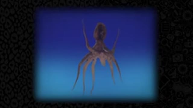 Octopuses are the World’s Greatest Escape Artists (Ft. PhilosophyTube)
