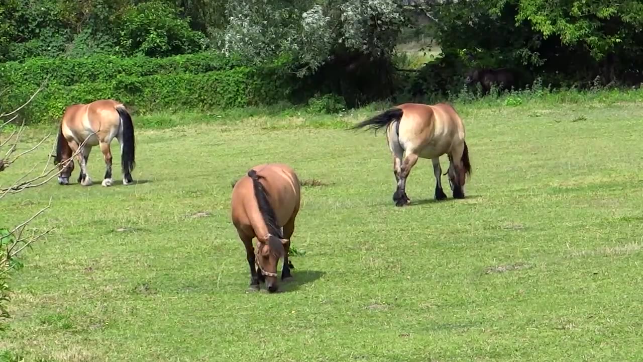Horse