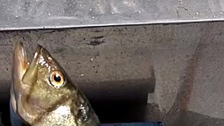 Calico Bass on the Daily Double Sportfishing.