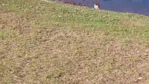 Crazy Little Birds