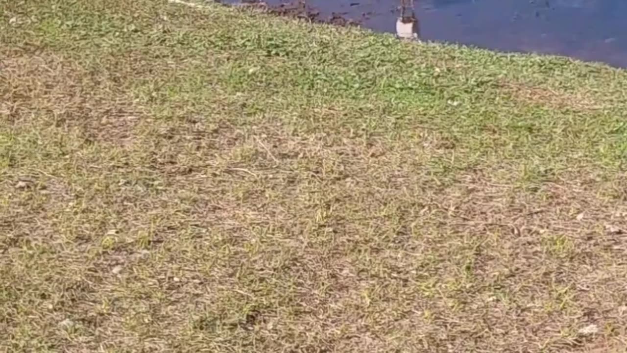 Crazy Little Birds