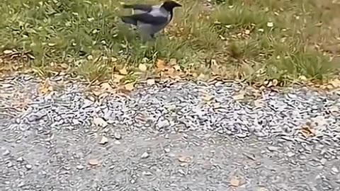 Animals funny videos