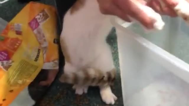 The man is working with the cat's feet and the cat is happy too