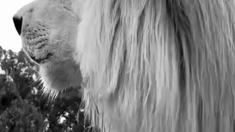 Beautiful Lion