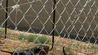 How to Keep a Pitbull Entertained for Hours