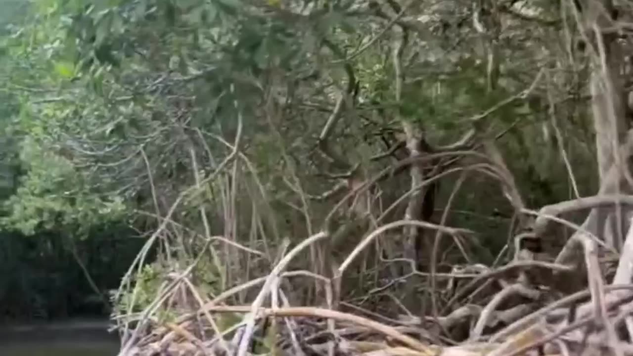 The same video part2 I recorded