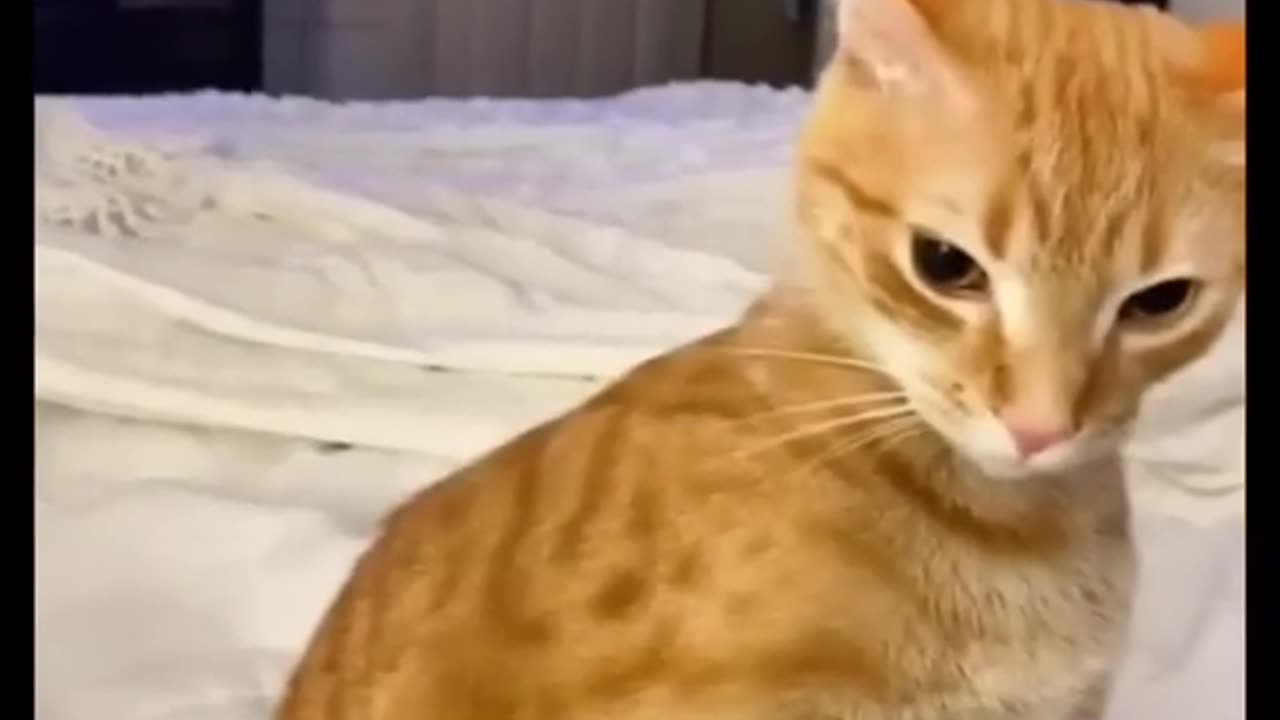 funny videos of dogs and cats