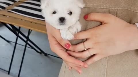 cute puppy