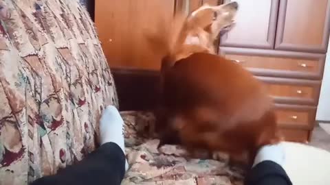 Precious Pup is Ready to Relax