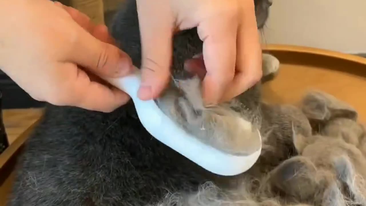 Purrfection in Grooming: The Cutest Cat Cleansing Brush You'll Adore