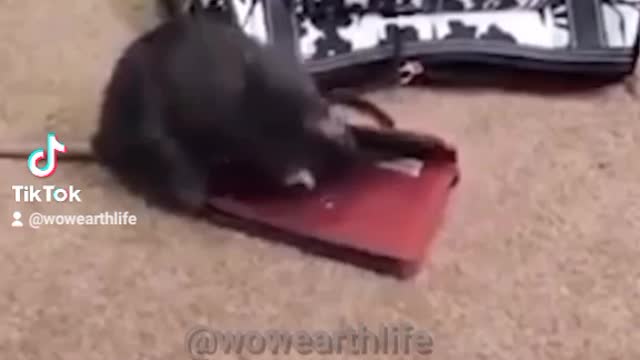 MOUSE STEALING MONEY🐀